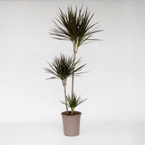 Dracaena Marginata - Xl Drakenbloedboom – Image 5