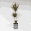 Dracaena Marginata Bicolor - Drakenbloedboom