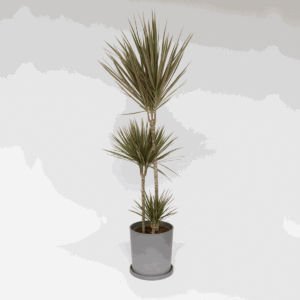 Dracaena Marginata Bicolor - Drakenbloedboom