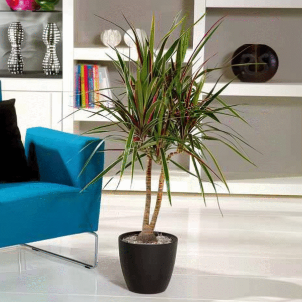 Dracaena Marginata Bicolor - Drakenbloedboom – Image 2