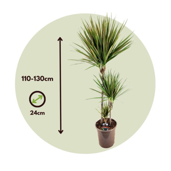 Dracaena Marginata Bicolor - Drakenbloedboom – Image 3