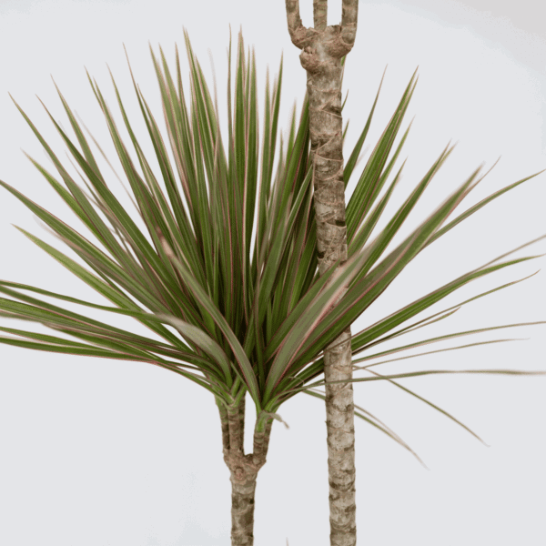 Dracaena Marginata Bicolor - Drakenbloedboom – Image 4