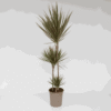 Dracaena Marginata Bicolor - Drakenbloedboom – Image 5