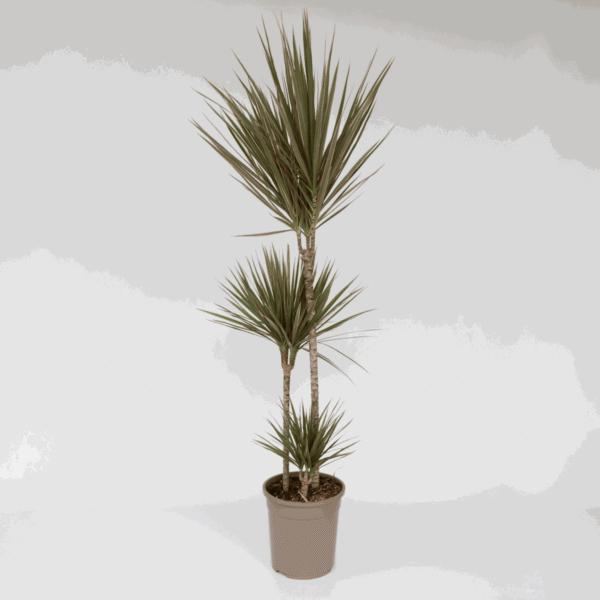 Dracaena Marginata Bicolor - Drakenbloedboom – Image 5