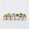 Mini-succulentes - Mix de 12