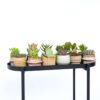 Mini-succulentes - Mix de 12 – Image 2