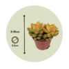 Mini-succulentes - Mix de 12 – Image 3