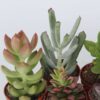 Mini-succulentes - Mix de 12 – Image 4