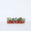 Mini-succulentes - Mix de 12 – Image 5