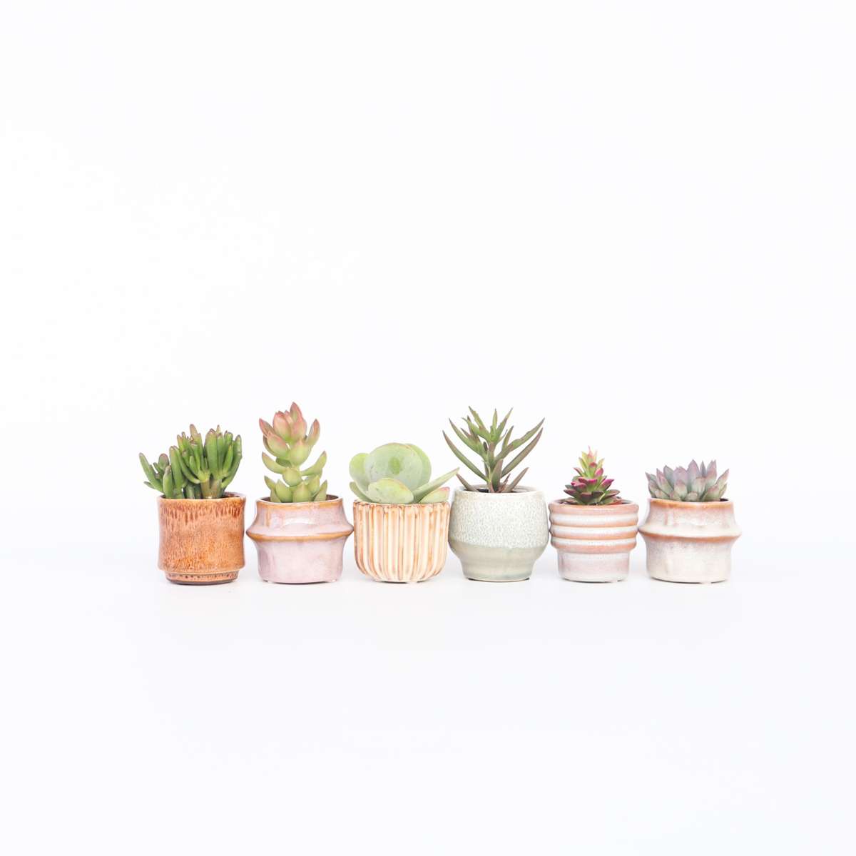 Mini succulentes – Mix de 6