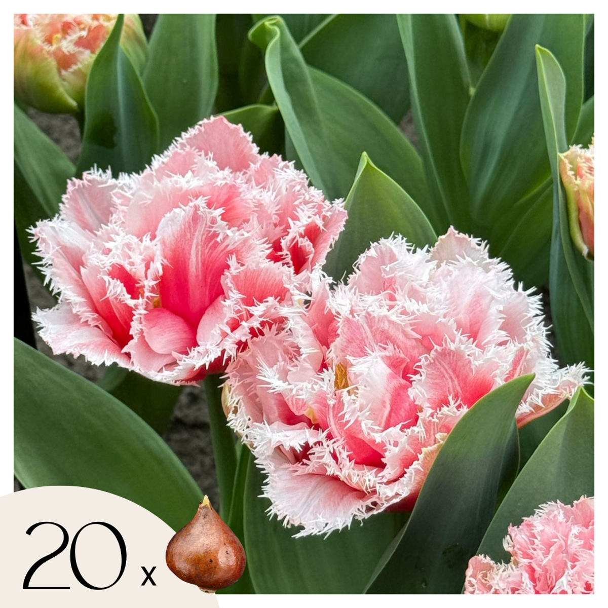 Tulipa ‘Queensland’ – Set de 20 – rose et blanc