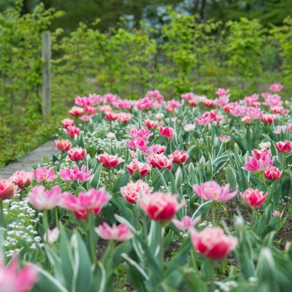 Tulipa 'Queensland' - Set de 20 - rose et blanc – Image 2