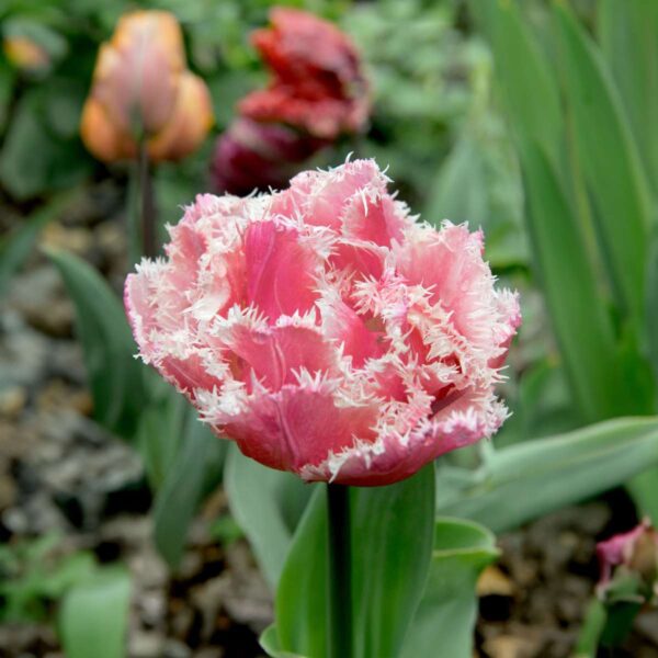 Tulipa 'Queensland' - Set de 20 - rose et blanc – Image 4