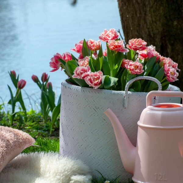 Tulipa 'Queensland' - Set de 20 - rose et blanc – Image 5
