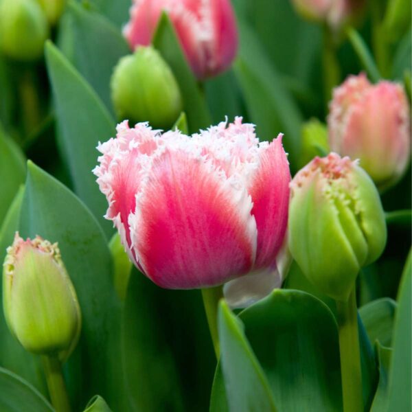 Tulipa 'Queensland' - Set de 20 - rose et blanc – Image 6