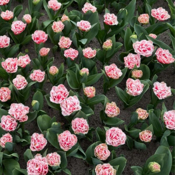 Tulipa 'Queensland' - Set de 20 - rose et blanc – Image 7