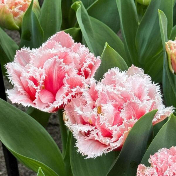 Tulipa 'Queensland' - Set de 20 - rose et blanc – Image 8