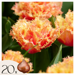 Tulipe 'Brisbane' - Set de 20 - Rose