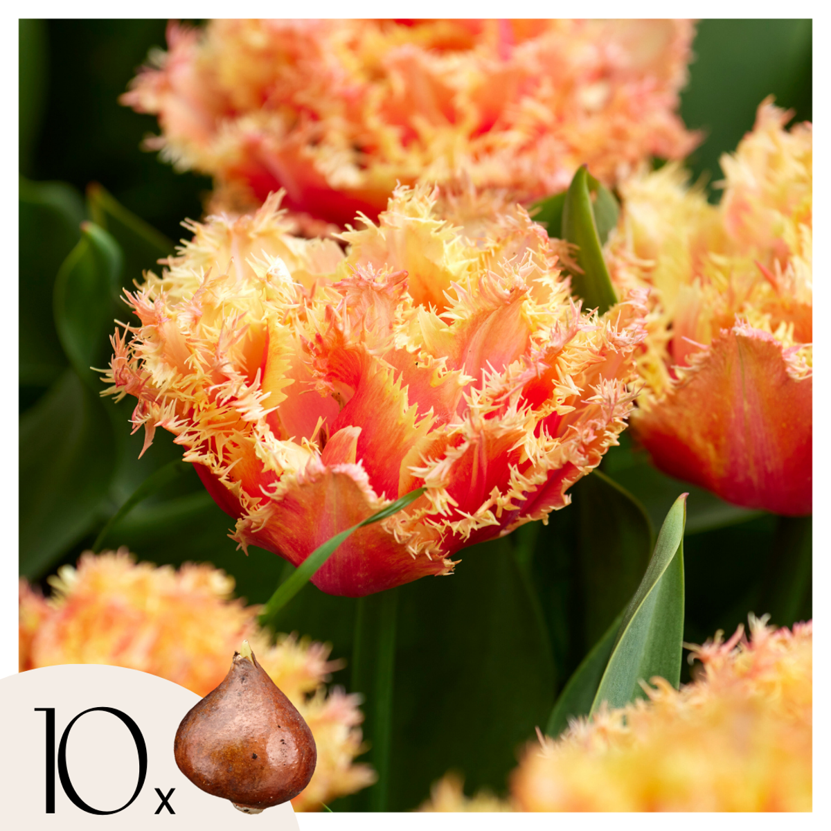 Tulipa ‘Brisbane’  – Set de 10pc – Rose
