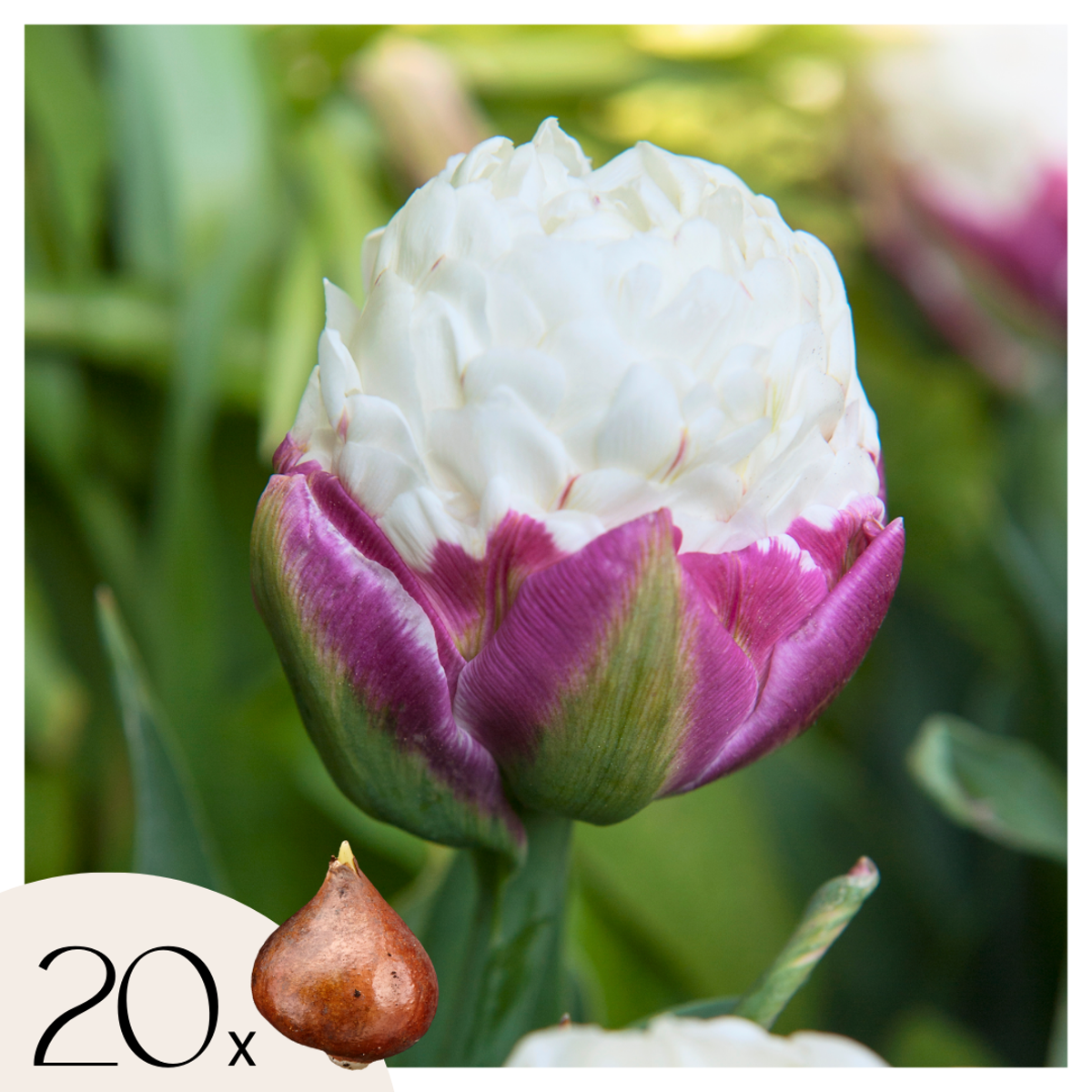 Tulipe ‘Ice Cream’ –  Set de 20 bulbes