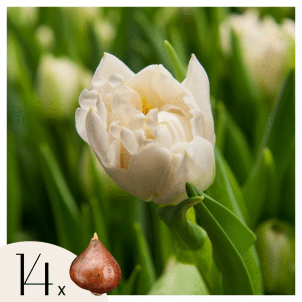 Tulipe 'Northcap' - Set de 14 bulbes blanc