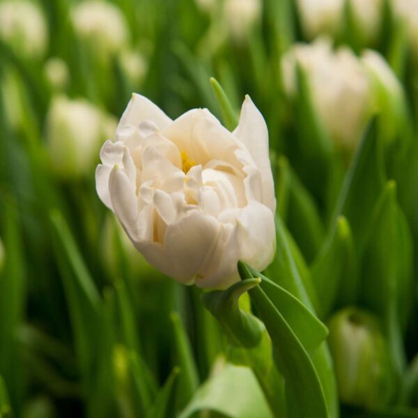 Tulipe 'Northcap' - Set de 14 bulbes blanc – Image 4