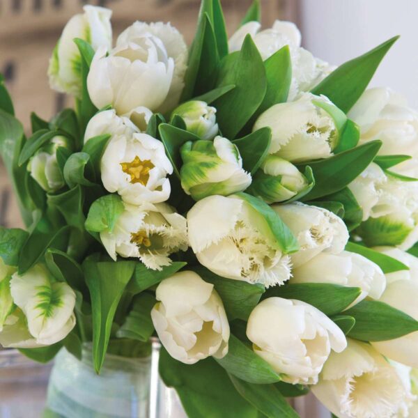 Tulipe 'Northcap' - Set de 14 bulbes blanc – Image 6