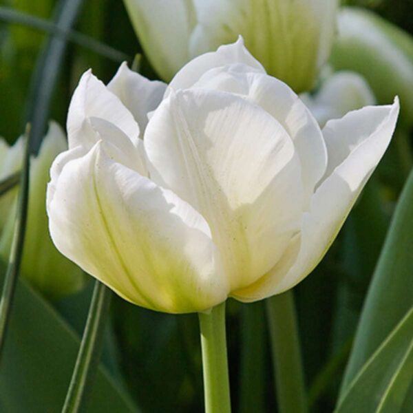 Tulipe 'Northcap' - Set de 14 bulbes blanc – Image 8