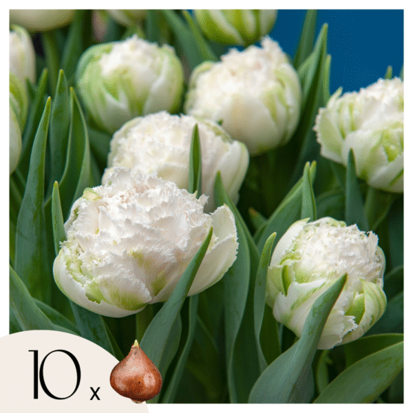 Tulipe 'Snow Crystal' - 10 pièces blanches