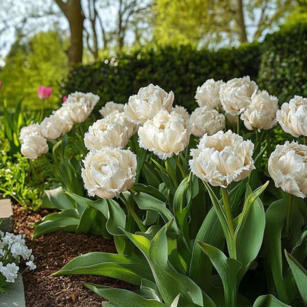 Tulipe 'Snow Crystal' - 10 pièces blanches – Image 2