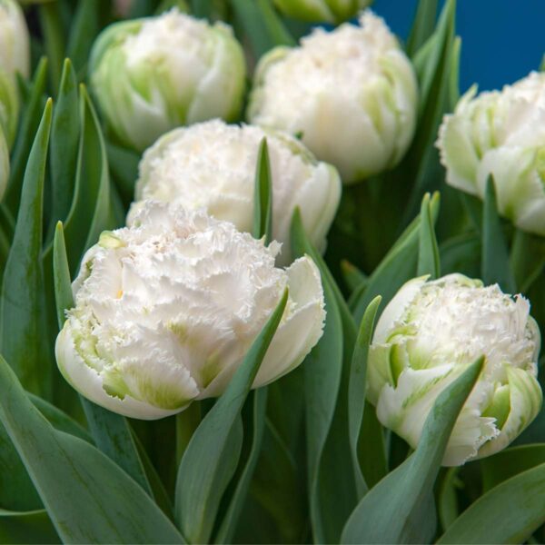 Tulipe 'Snow Crystal' - 10 pièces blanches – Image 4