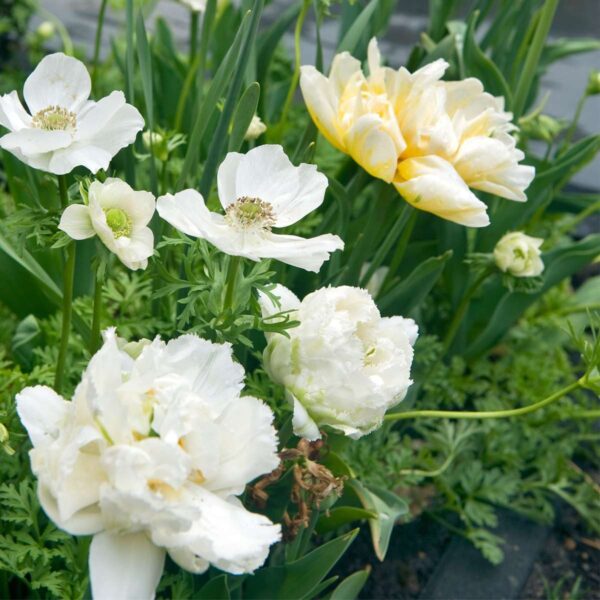 Tulipe 'Snow Crystal' - 10 pièces blanches – Image 6