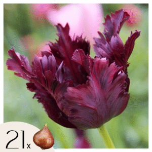 Tulipe 'Black Parrot' - Set de 21 bulbes