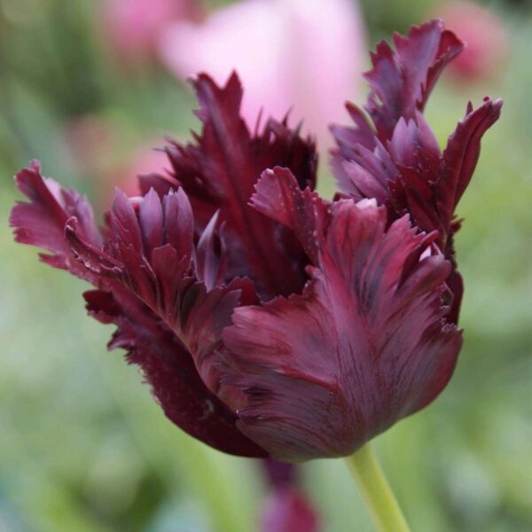 Tulipe 'Black Parrot' - Set de 21 bulbes – Image 4