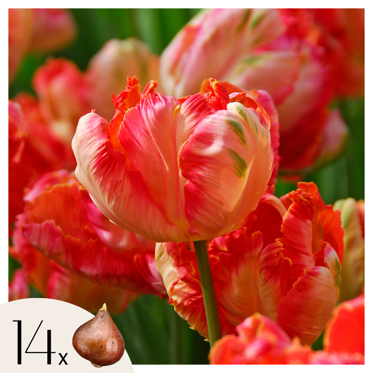 Tulipe ‘Abricot Parrot’ –  Set de 14 bulbes
