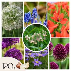 Mix de bulbes pour jardin Set de 120