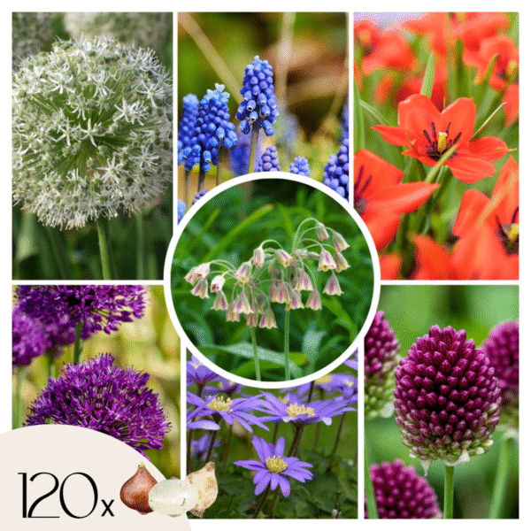 Mix de bulbes pour jardin Set de 120