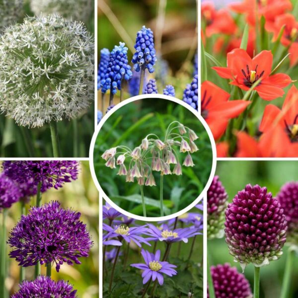 Mix de bulbes pour jardin Set de 120 – Image 2