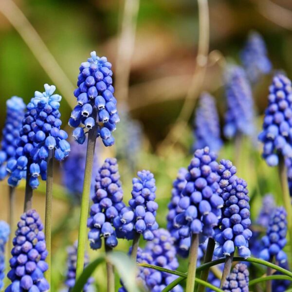 Mix de bulbes pour jardin Set de 120 – Image 4