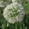 Mix de bulbes pour jardin Set de 120 – Image 5