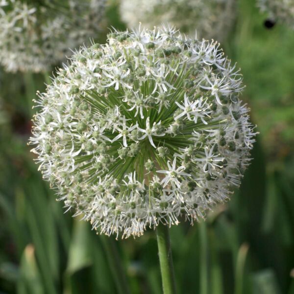 Mix de bulbes pour jardin Set de 120 – Image 5