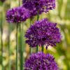 Mix de bulbes pour jardin Set de 120 – Image 6