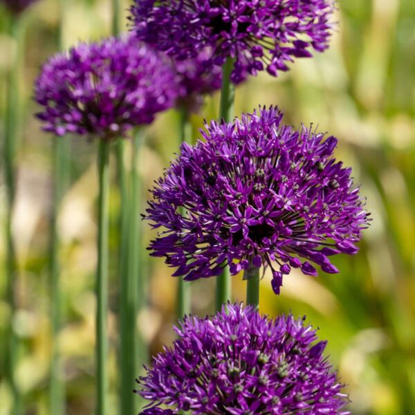 Mix de bulbes pour jardin Set de 120 – Image 6
