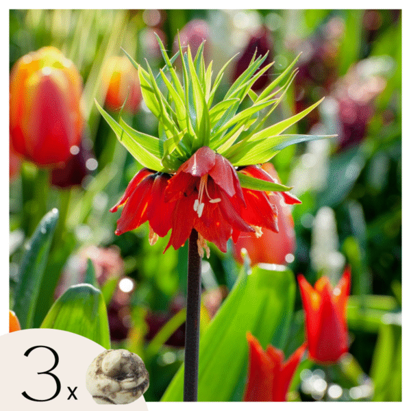 Fritillaria Rubra - Set de 3 -