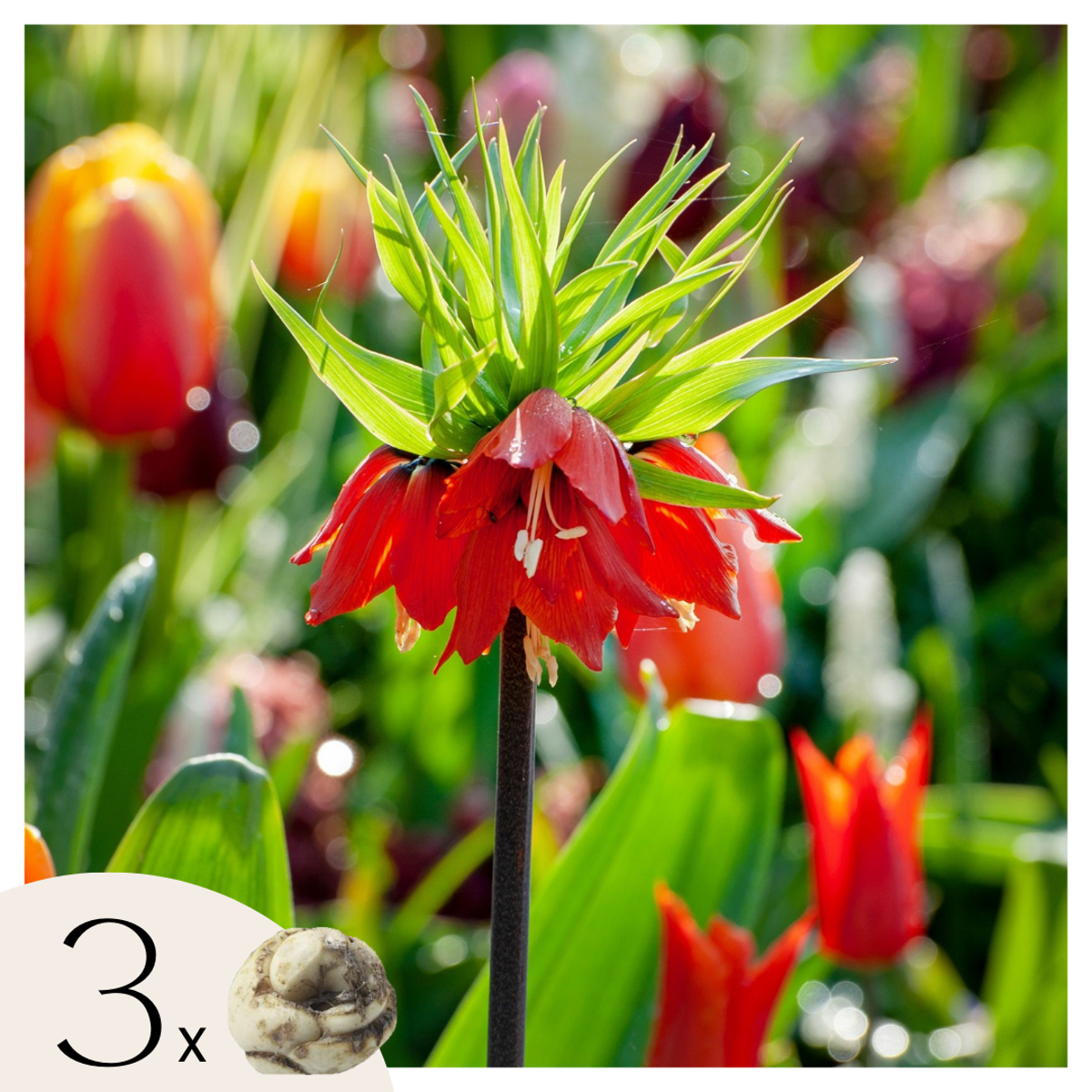 Fritillaria Rubra – Set de 3 –