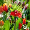 Fritillaria Rubra - Set de 3 - – Image 2