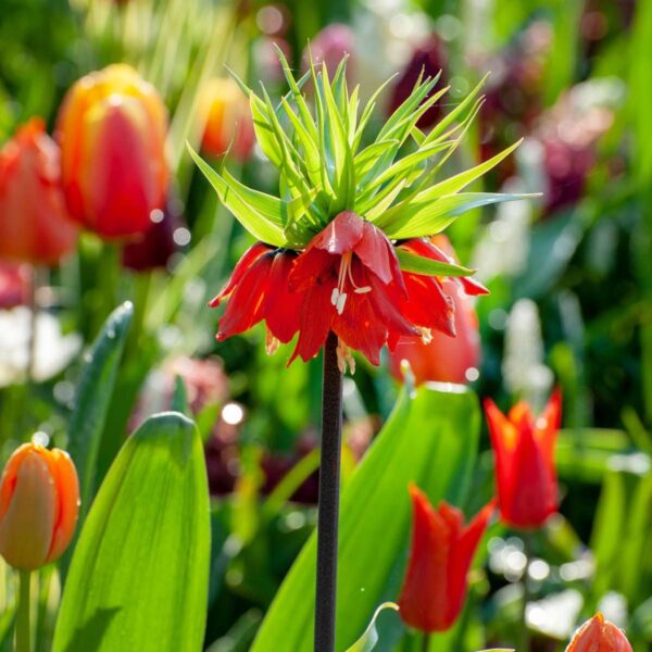 Fritillaria Rubra - Set de 3 - – Image 2