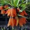 Fritillaria Rubra - Set de 3 - – Image 4