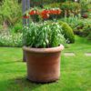 Fritillaria Rubra - Set de 3 - – Image 5