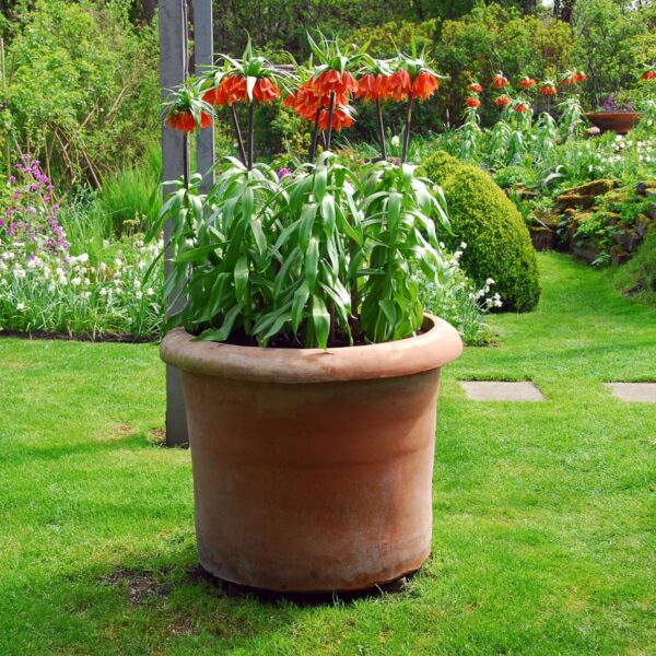Fritillaria Rubra - Set de 3 - – Image 5